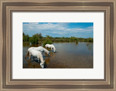 Framed Three white Camargue horses in a lagoon, Camargue, Saintes-Maries-De-La-Mer, Provence-Alpes-Cote d&#39;Azur, France Print