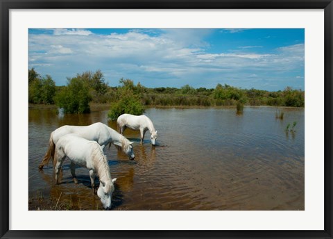 Framed Three white Camargue horses in a lagoon, Camargue, Saintes-Maries-De-La-Mer, Provence-Alpes-Cote d&#39;Azur, France Print