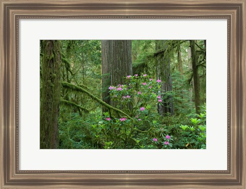 Framed Redwood trees and Rhododendron flowers in a forest, Jedediah Smith Redwoods State Park, Crescent City, California Print
