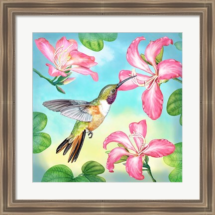 Framed Bahama Woodstar In Orchid Tree Print