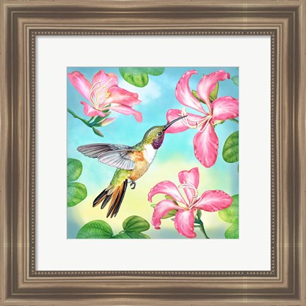 Framed Bahama Woodstar In Orchid Tree Print