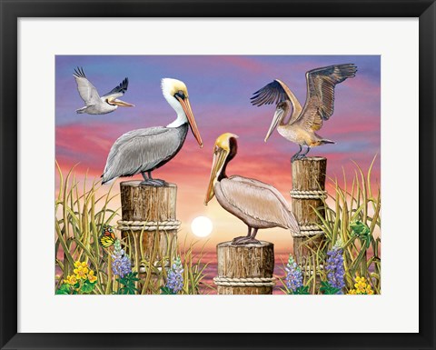 Framed Pelicans Print