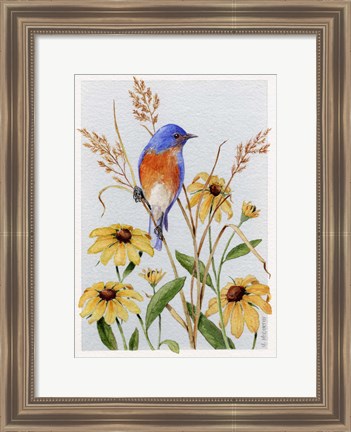 Framed Bluebird And Blackeyed Susans Print