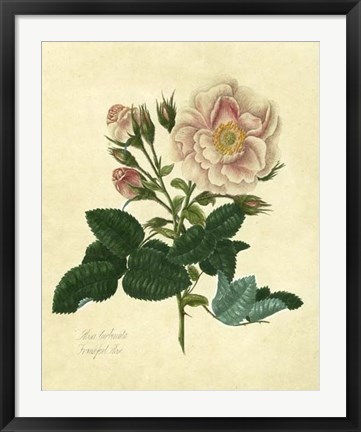 Framed Frankfort Rose Print