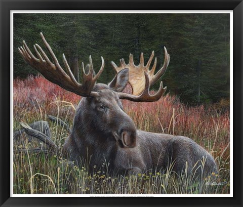 Framed Recumbent Moose Print