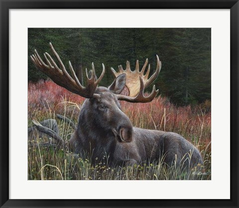 Framed Recumbent Moose Print