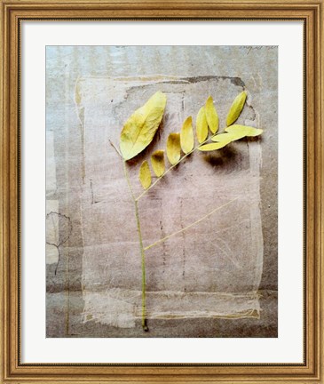 Framed Herbarium V Print