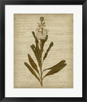 Framed Romantic Pressed Flowers III Print