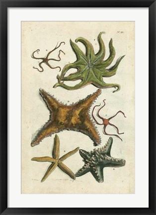 Framed Starfish Illustre Print