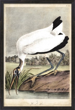 Framed Wood Ibis Print