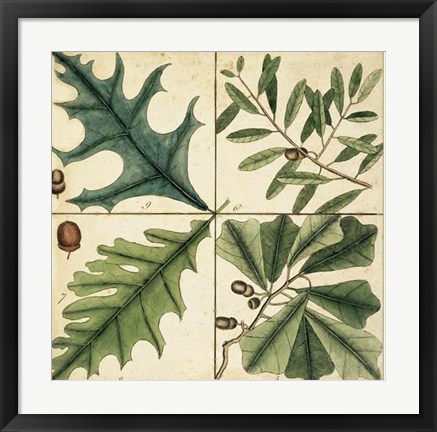 Framed Catesby Leaf Quadrant III Print