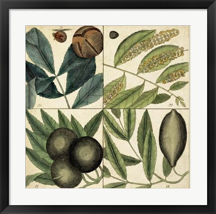 Framed Catesby Leaf Quadrant IV Print