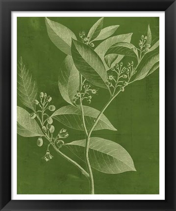 Framed Modern Botany IV Print