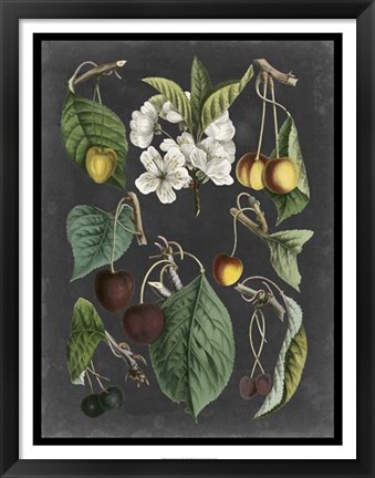 Framed Orchard Varieties II Print