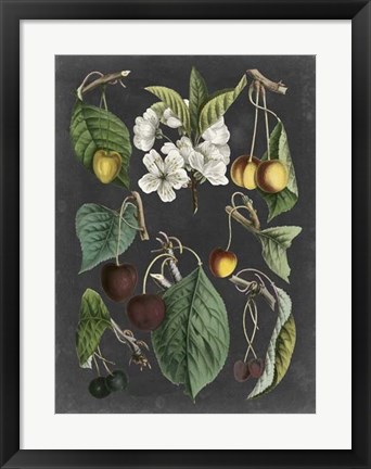 Framed Orchard Varieties II Print