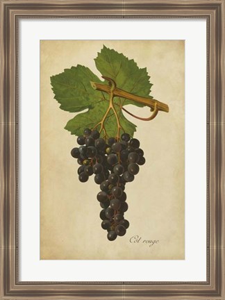 Framed Vintage Vines IV Print