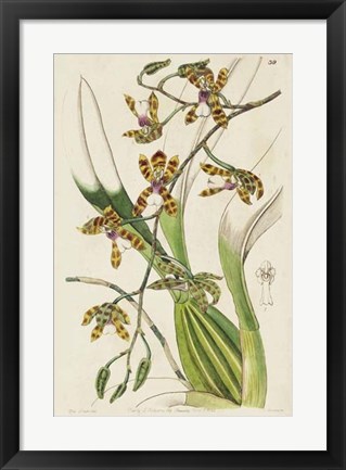 Framed Spring Orchid II Print