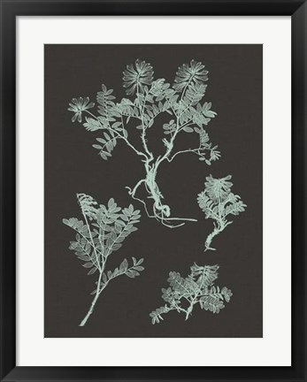 Framed Mint &amp; Charcoal Nature Study II Print