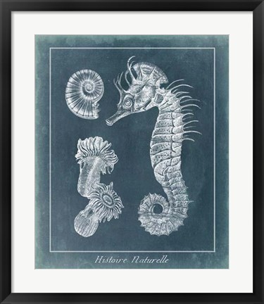 Framed Azure Seahorse Study II Print