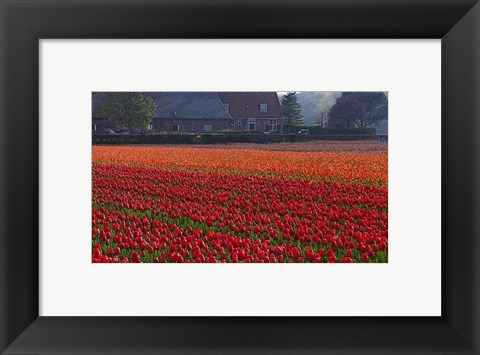 Framed Dutch Red Tulip Field Print