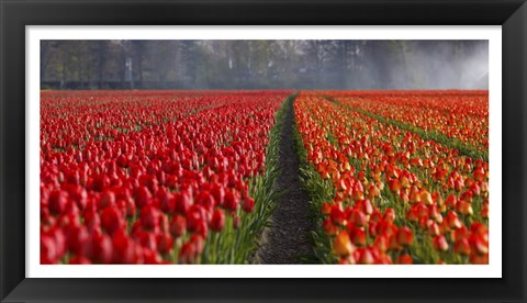 Framed Dutch Tulip Field Print