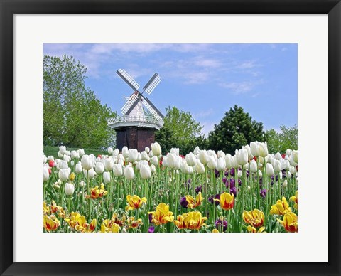 Framed Dutch Tulip Field And Windmill Print