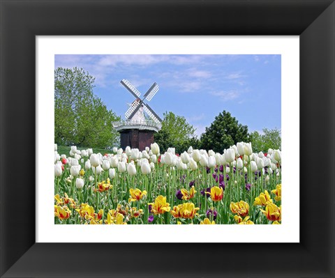 Framed Dutch Tulip Field And Windmill Print