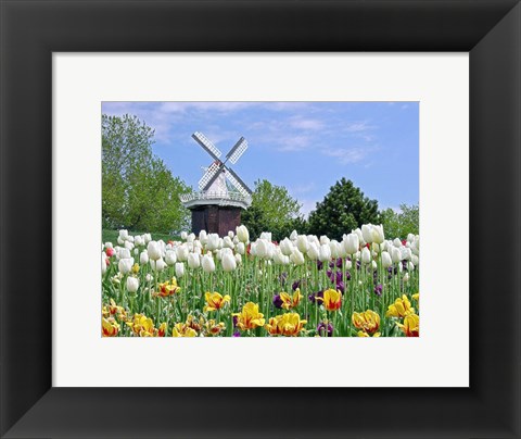 Framed Dutch Tulip Field And Windmill Print