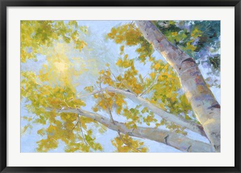 Framed Aspen Canopy Print