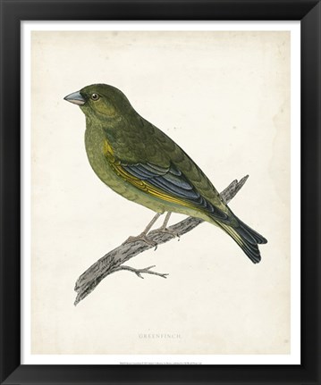 Framed Greenfinch Print