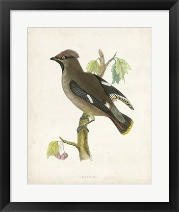 Framed Waxwing Print