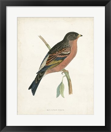 Framed Mountain Finch Print