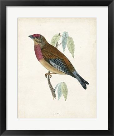 Framed Linnet Print