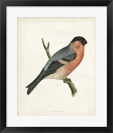 Framed Bullfinch Print