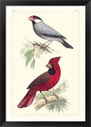 Framed Lemaire Birds I Print