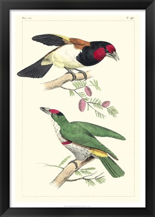 Framed Lemaire Birds III Print