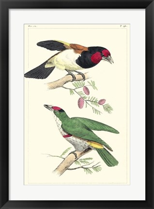 Framed Lemaire Birds III Print