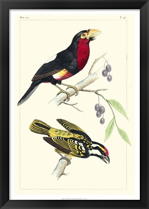 Framed Lemaire Birds IV Print