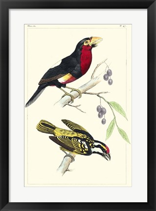 Framed Lemaire Birds IV Print