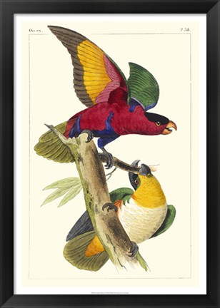 Framed Lemaire Parrots I Print