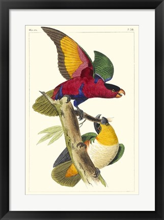 Framed Lemaire Parrots I Print