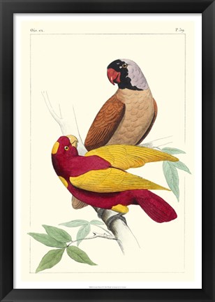 Framed Lemaire Parrots II Print