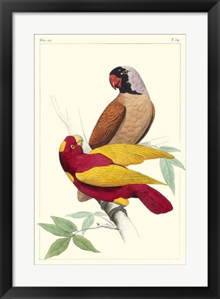 Framed Lemaire Parrots II Print