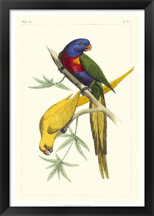 Framed Lemaire Parrots IV Print