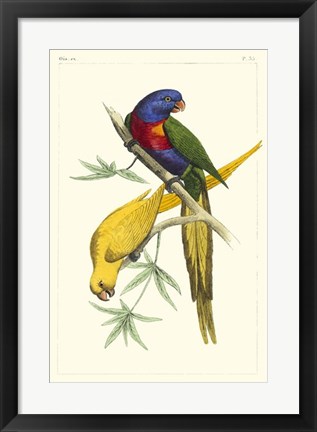 Framed Lemaire Parrots IV Print