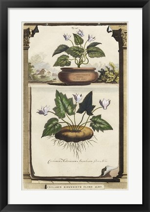 Framed Cyclamen Flore II Print