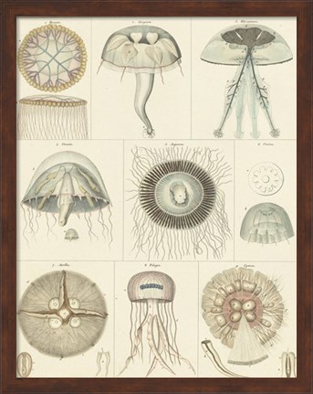 Framed Jellyfish Display Print