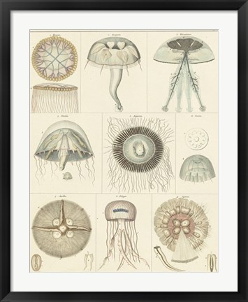 Framed Jellyfish Display Print