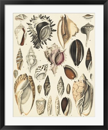 Framed Seashell Display Print