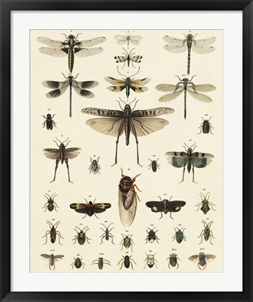 Framed Dragonfly Display Print